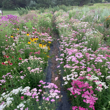 Load image into Gallery viewer, The Cut Flower Garden