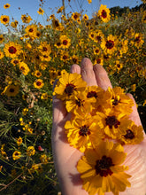 Load image into Gallery viewer, The Dyer's Garden