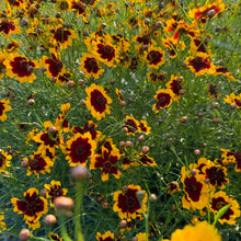 Load image into Gallery viewer, Coming Soon, 7/18 Natural Dyes on the Farm