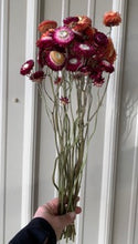 Load image into Gallery viewer, Strawflower, Mixed Color, Wrapped