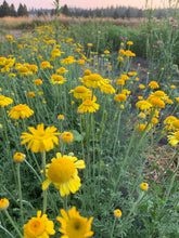 Load image into Gallery viewer, The Dyer's Garden