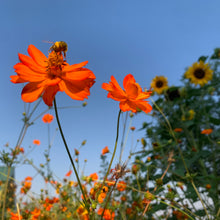 Load image into Gallery viewer, Coming Soon, 7/18 Natural Dyes on the Farm