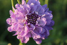 Load image into Gallery viewer, The Cut Flower Garden