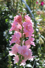 Load image into Gallery viewer, The Cut Flower Garden