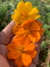 Load image into Gallery viewer, The Dyer's Garden