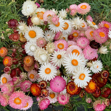 Load image into Gallery viewer, The Cut Flower Garden