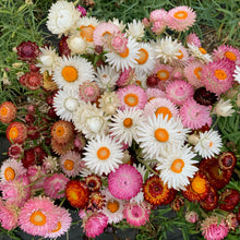 Load image into Gallery viewer, Strawflower, Mixed Color, Wrapped
