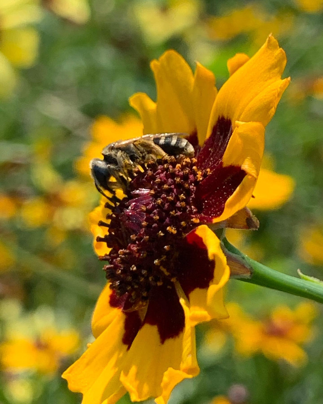 Plains Coreopsis, dried