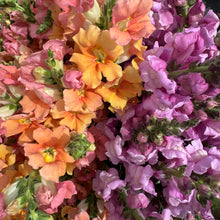 Load image into Gallery viewer, The Cut Flower Garden
