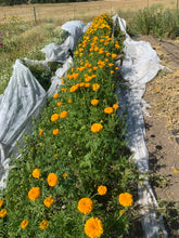 Load image into Gallery viewer, The Dyer's Garden
