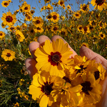 Load image into Gallery viewer, The Dyer's Garden
