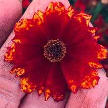 Load image into Gallery viewer, Cinnamon Coreopsis, dried
