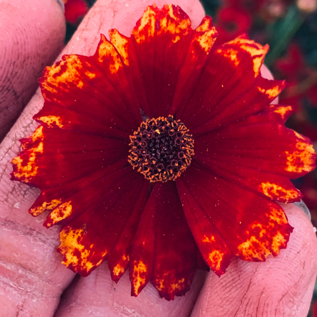 Cinnamon Coreopsis, dried