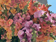 Load image into Gallery viewer, The Cut Flower Garden
