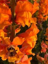 Load image into Gallery viewer, The Cut Flower Garden
