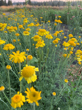 Load image into Gallery viewer, Coming Soon, 7/18 Natural Dyes on the Farm
