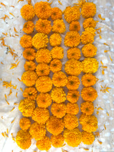 Load image into Gallery viewer, The Dyer's Garden

