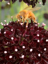 Load image into Gallery viewer, The Dyer's Garden
