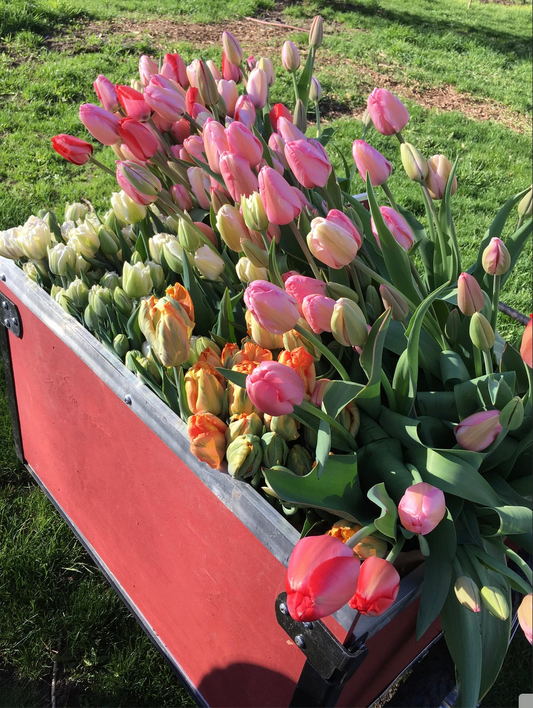 5 weeks, Bundle of Tulips, 2024 Spring